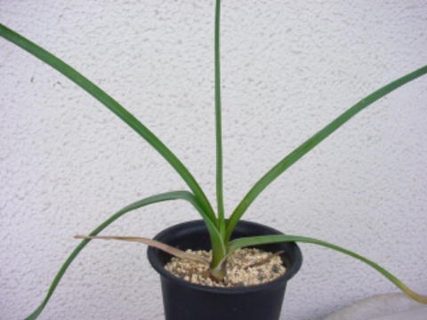 Aloe dominella ̎ʐ^