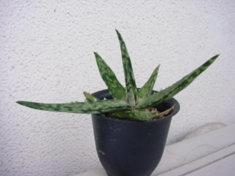 Aloe fragilis ̎ʐ^