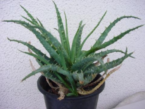 Aloe humilis ̎ʐ^