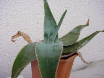 Aloe laeta ̎ʐ^