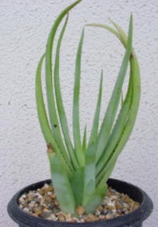 Aloe lineata ̎ʐ^