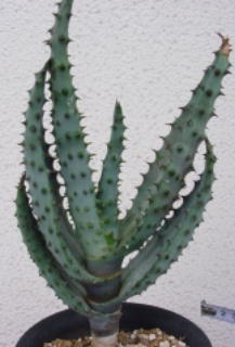Aloe marlothii ̎ʐ^