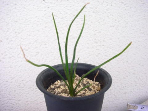Aloe saundersiae ̎ʐ^