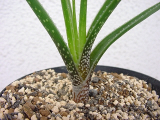 Aloe soutpansbergensis ̎ʐ^