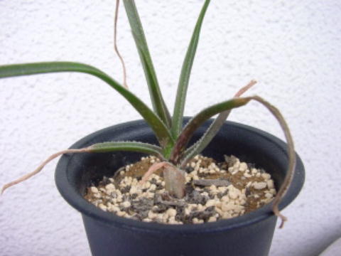 Aloe thompsoniae ̎ʐ^