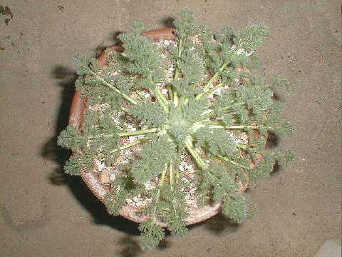 Pelargonium appendiculatum ̎ʐ^