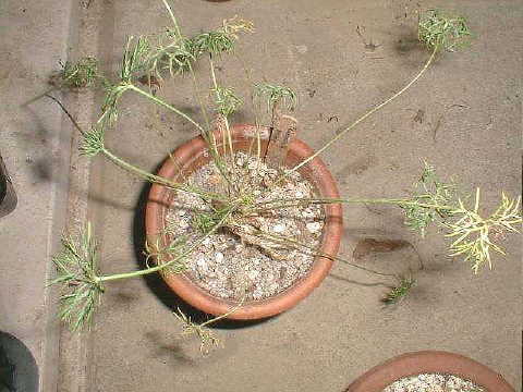 Pelargonium aridum ̎ʐ^