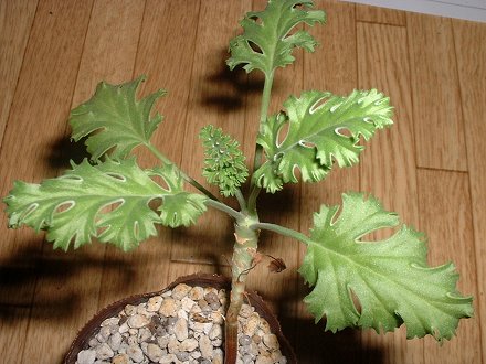 Pelargonium carnosum ̎ʐ^
