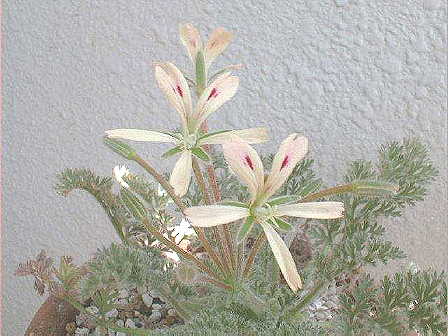 Pelargonium appendiculatum flower̎ʐ^