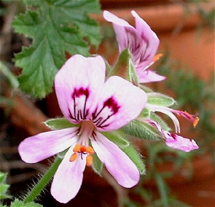 Pelargonium vitifolium ̎ʐ^
