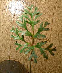 Pelargonium minimum leaf̎ʐ^