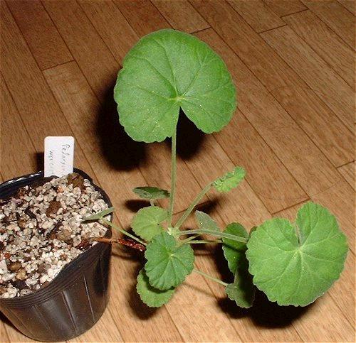 Pelargonium worcesterae ̎ʐ^