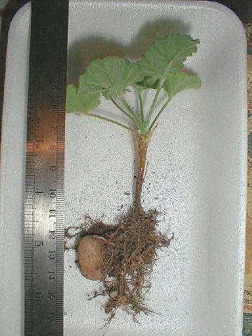 Pelargonium mollicomum root̎ʐ^