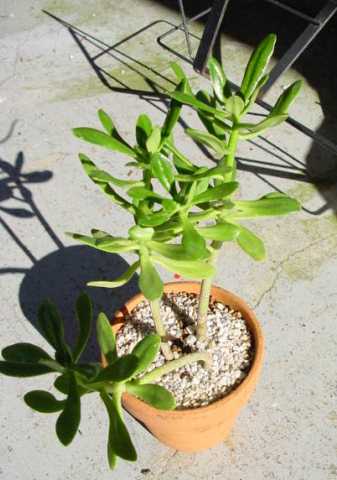 Sedum dendroideum ssp. praealtum ̎ʐ^