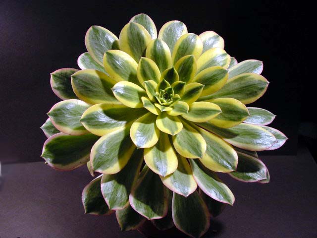 Aeonium urbicum 'Sunburst' 