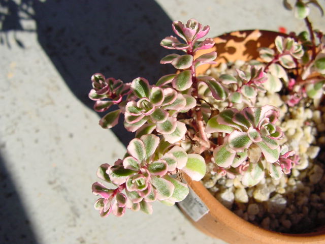 Sedum spurium cv. Tricolor 