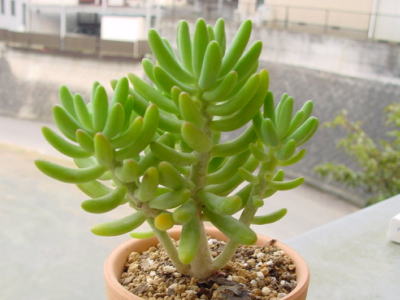 Sedum allantoides var.  ̎ʐ^