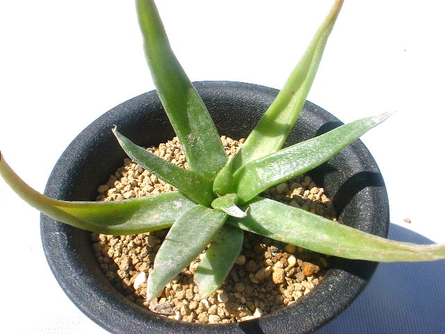Dudleya saxosa ssp. collomiae ̎ʐ^