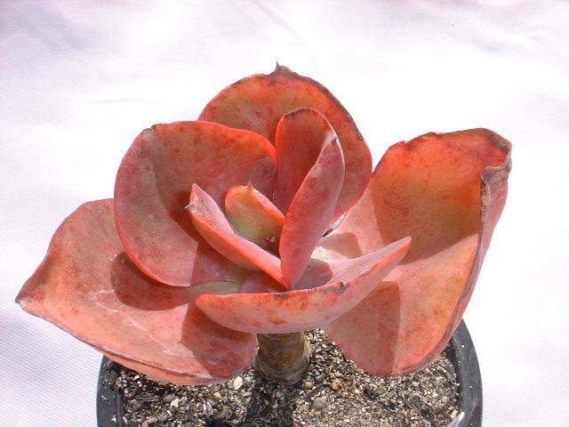 Echeveria cv. Big Red ̎ʐ^