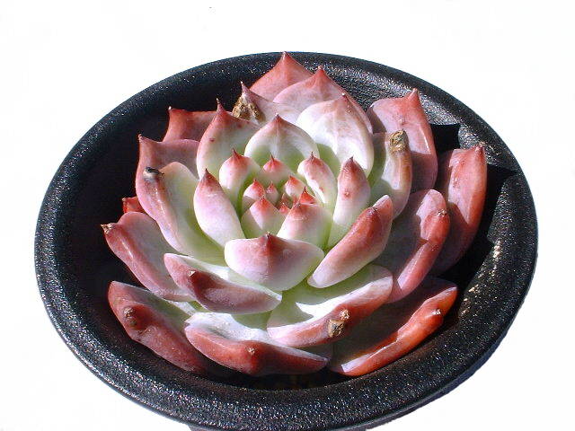 Echeveria cv. Chihuahualindsa ̎ʐ^