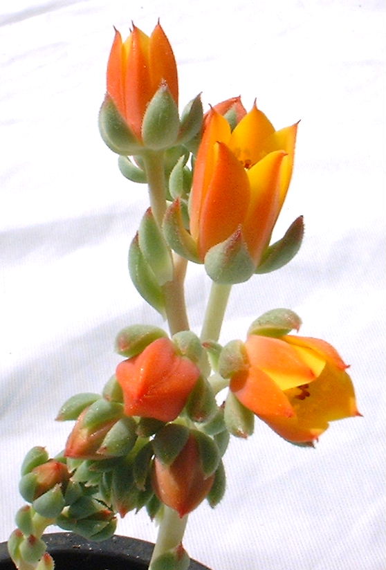 Echeveria cv. Derosa flower