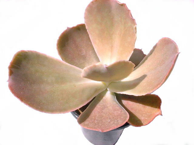 Echeveria cv. Lafemme ̎ʐ^