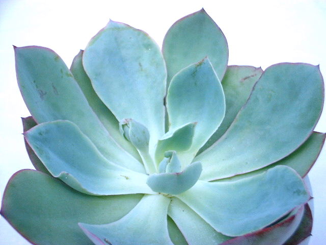Echeveria cv. Powder Blue ̎ʐ^