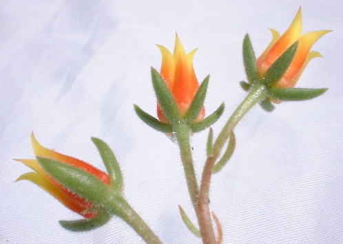 Echeveria cv. Set-oliver flower