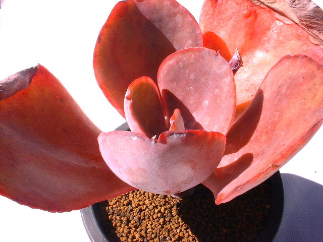 Echeveria cv. Silver On Red ̎ʐ^