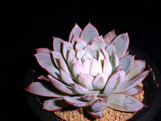 Echeveria cv. Violet Queen ̎ʐ^