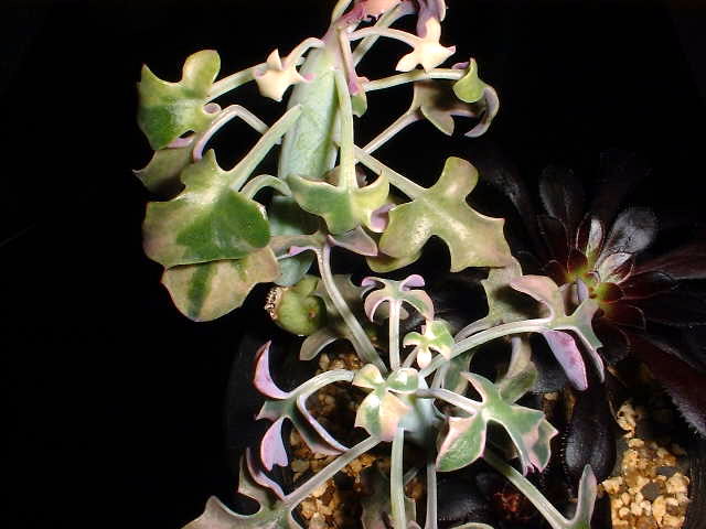 Senecio articulatus f. variegata ̎ʐ^