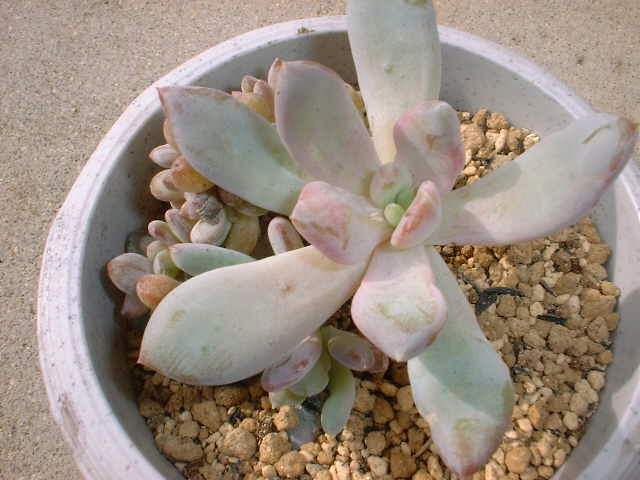 Pachyphytum pachyphtooides ̎ʐ^