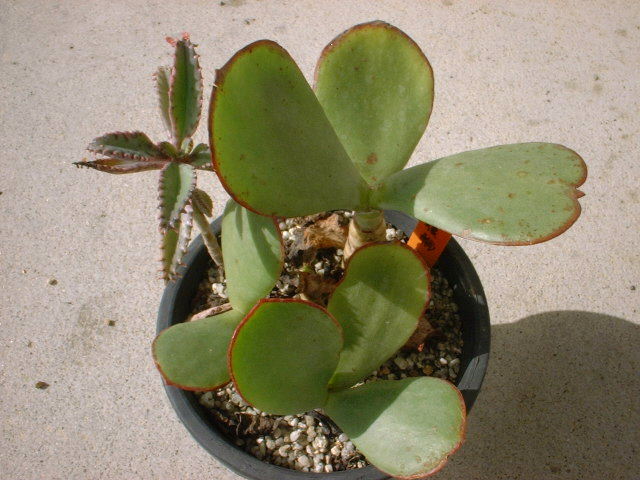 Cotyledon macrantha var. virescens の写真