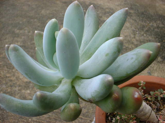 Pachyphytum hookeri ̎ʐ^