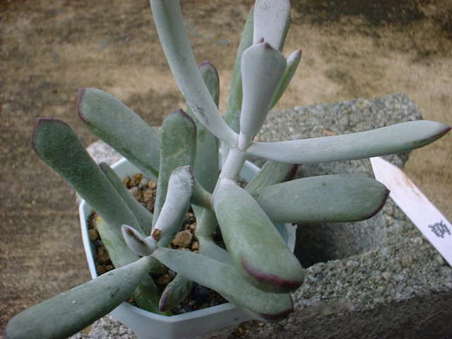Cotyledon orbiculata var. oophylla の写真