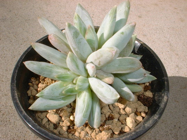 Pachyphytum longifolium 