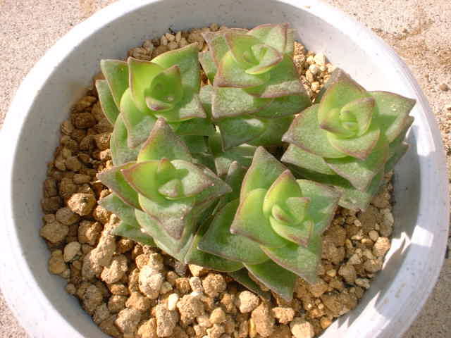Crassula perforata var. variegata の写真