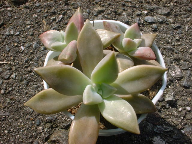 Graptopetalum paraguayensis O̎ʐ^