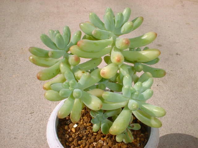 Sedum pachyphyllum ̎ʐ^