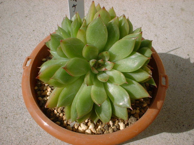 Echeveria agavoides f.cristata 