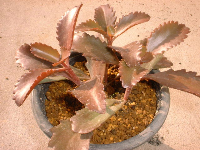 Kalanchoe longiflora var. coccinea ̎ʐ^