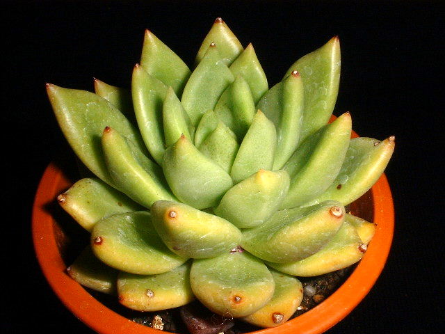 Echeveria scaphophylla ̎ʐ^