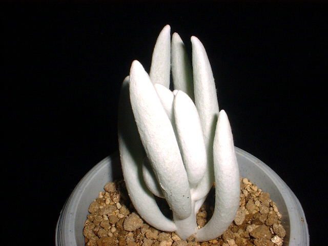 Senecio haworthii f. largeform ̎ʐ^