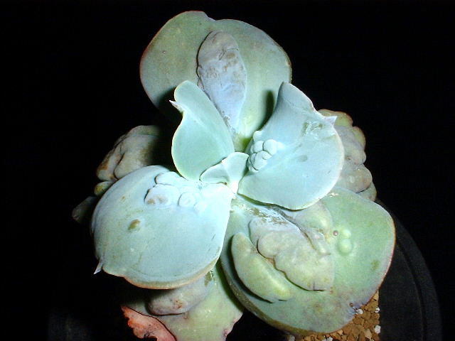 Echeveria cv. Paul Bunyan ̎ʐ^