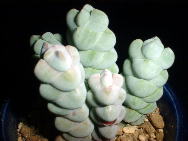 Crassula arta の写真