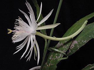 Epiphyllum hookeri ̎ʐ^