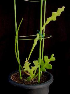 Epiphyllum anguliger ̎ʐ^