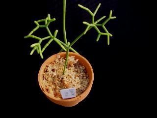 Rhipsalis cereuscula ̎ʐ^