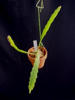 Rhipsalis macrantha ̎ʐ^