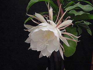 Epiphyllum oxypetalum ̎ʐ^
